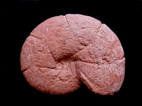 Holcophylloceras mediterraneum