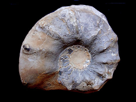 Ammonites, Ceratites spinosus