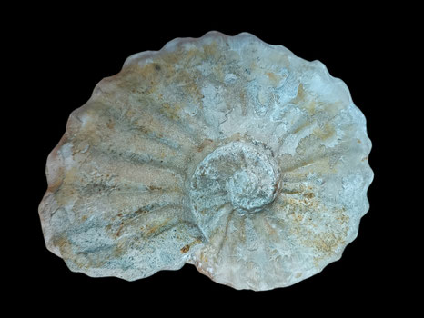 Acanthoceras rhotomagense