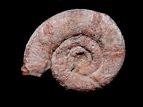 Simoceras (Lytogyroceras) subbeticum