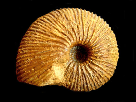 Macrocephalites sp