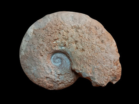 Haploceras elimatum