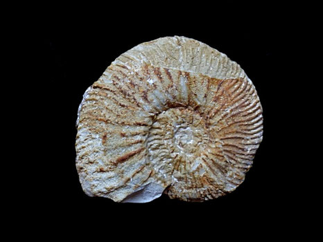 Fauriella simplicicostata