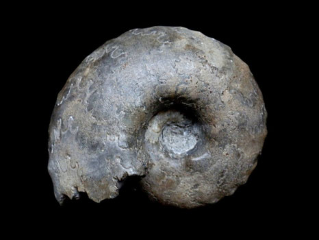 Vascoceras tectiforme