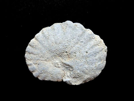 Nicklesia alicantensis