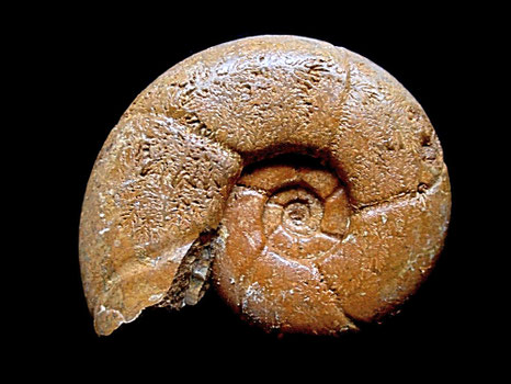 Puzosia compressa