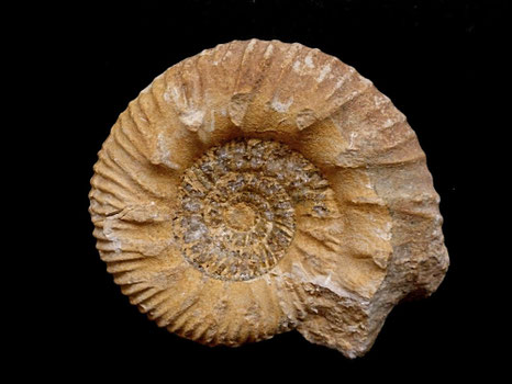 Reineckeia anceps