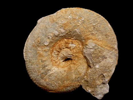 Olcostephanus drumensis