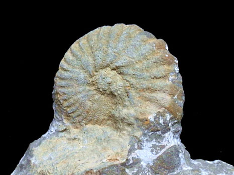 Heinzia provincialis