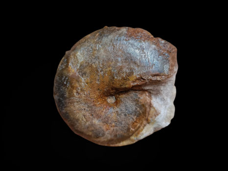 Ptychophylloceras flabellatum