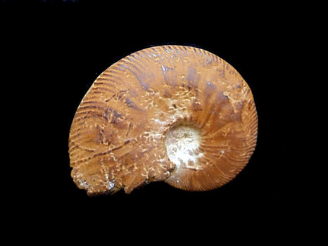 Neocomites neocomiensis