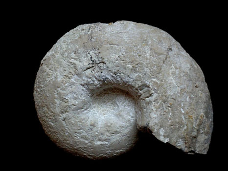 Orthaspidoceras lallierianum