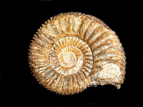 Teloceras subcoronatum