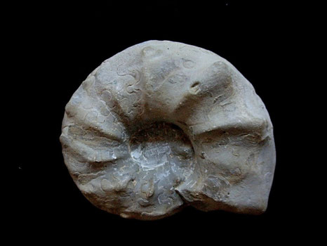 Ammonites, Ceratites nodosus