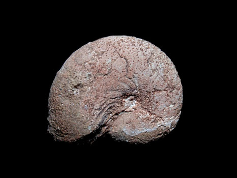 Ptychophylloceras ptychoicum