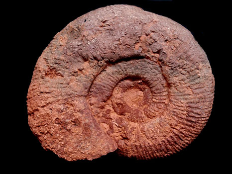 Subdiscosphinctes sp