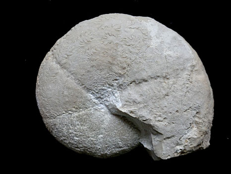 Calliphylloceras kochi