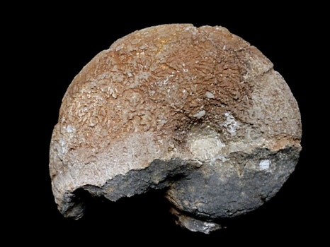 Holcophylloceras silesiacum