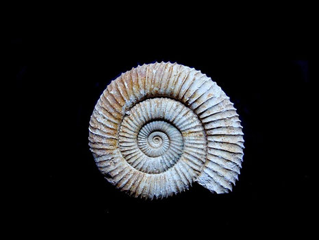 Caumotisphinctes bifurcus