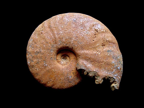 Cleoniceras besairiei