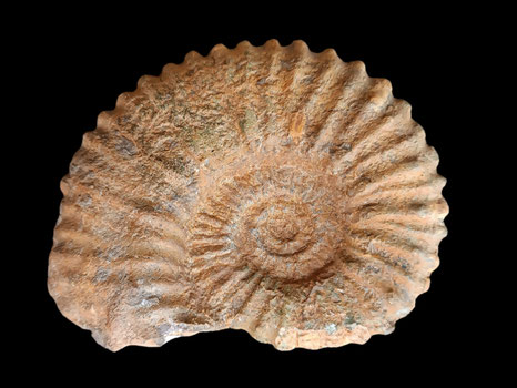Hemihoplites feraudianus