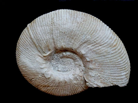 Olcostephanus densicostatus