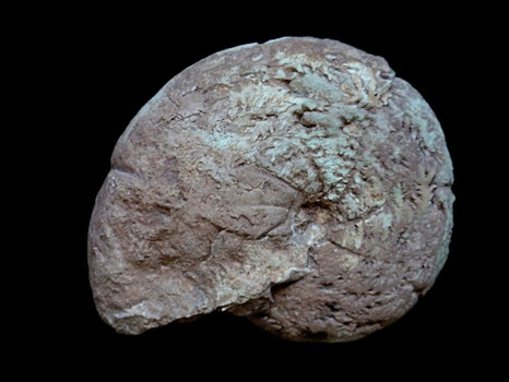 Holcophylloceras mediterraneum