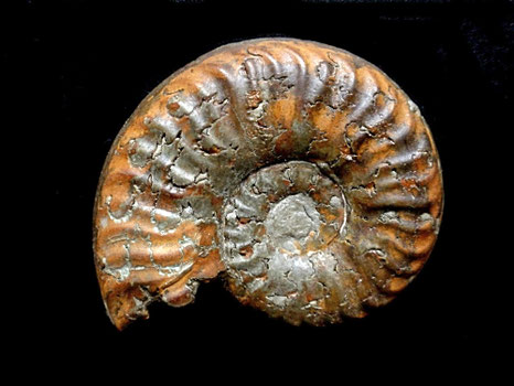 Grammoceras thouarsense