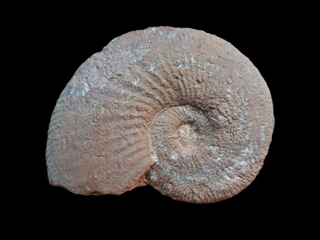 Usseliceras parvinodosum