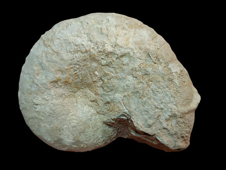 Ptychophylloceras ptychoicum