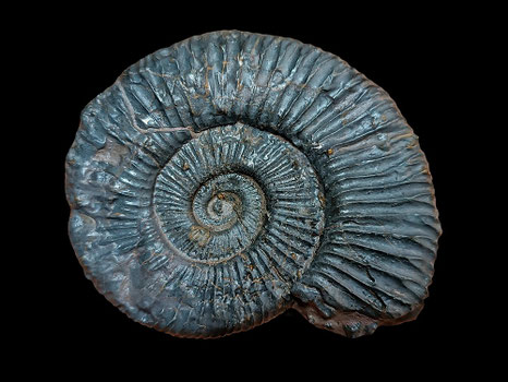 Perisphinctes (Dichotomoceras) stenocycloides