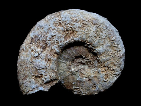 Euaspidoceras douvillei