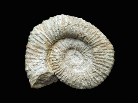Simplisphinctes rivasi