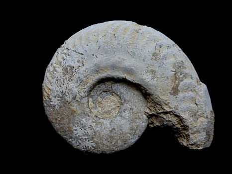 Hecticoceras (Brightia) sp