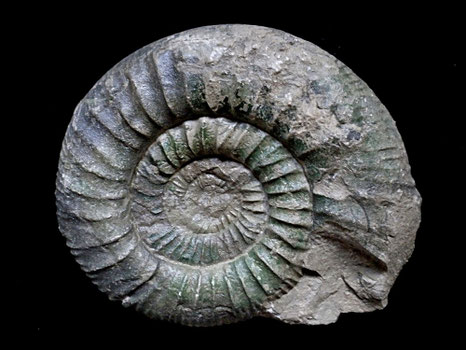 Orthosphinctes (Ardescia) sp