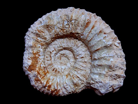 Protacanthodiscus berriasensis