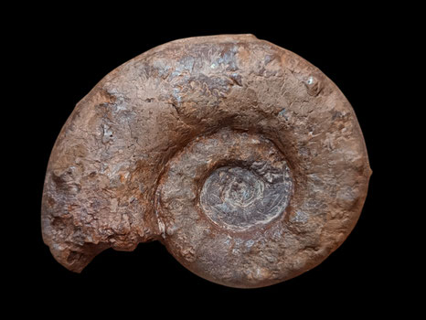Euaspidoceras paucituberculatum