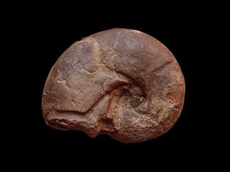 Sowerbyceras tortisulcatum