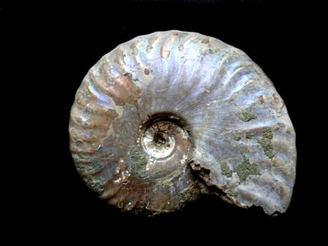Cleoniceras besairiei