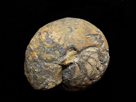 Ammonites, Sporadoceras sp
