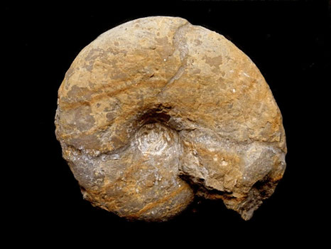 Sowerbyceras tortisulcatum