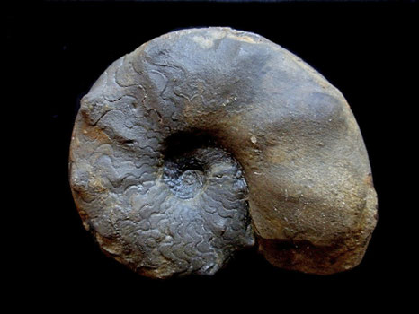 Ammonites, Ceratites laevigatus