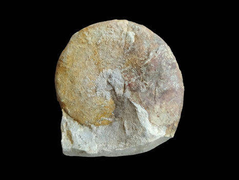 Barremites difficilis