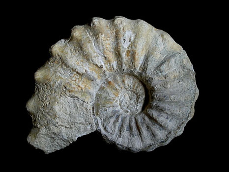 Acanthoceras rhotomagense