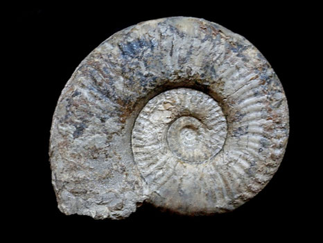 Grammoceras sp