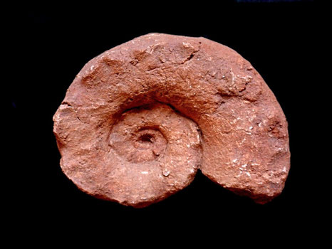 Paraspidoceras meriani