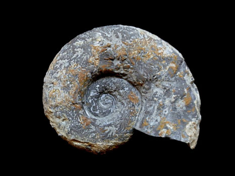 Lytoceras polyanchomenum