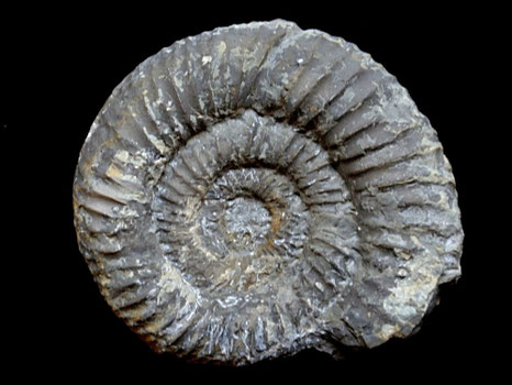 Perisphinctes (Orthosphinctes) birmensdorfensis