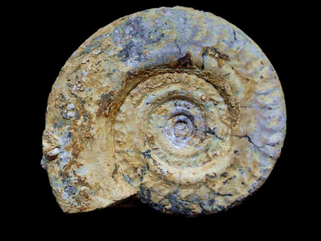 Hildoceras bifrons
