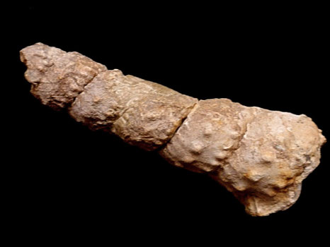 Turrillites cenomanensis